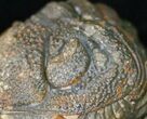 Bumpy, Enrolled Barrandeops (Phacops) Trilobite #11256-3